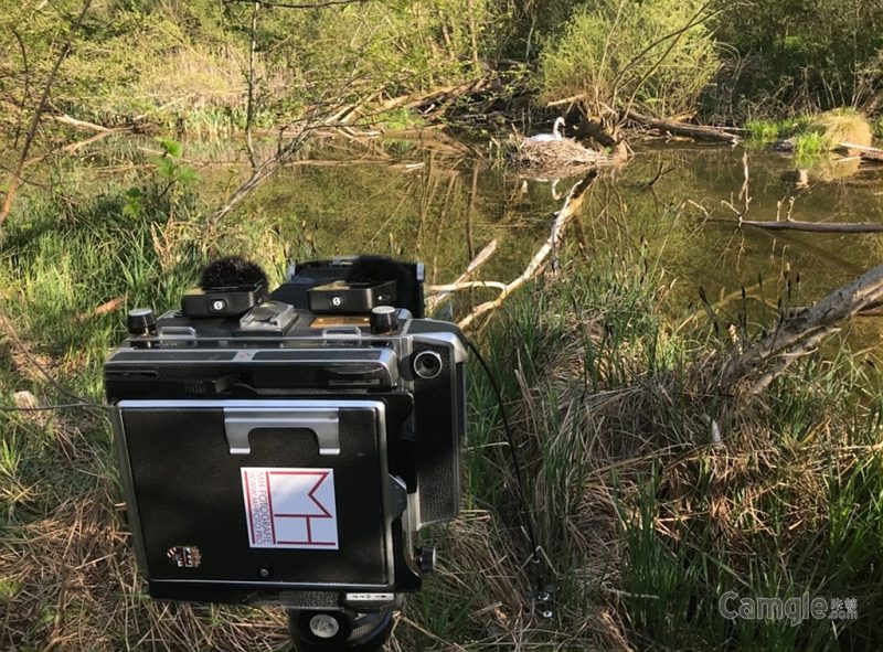 使用大画幅相机和过期胶片拍摄野生动物
