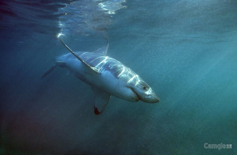 水下“猛兽”：尼康Nikonos RS相机