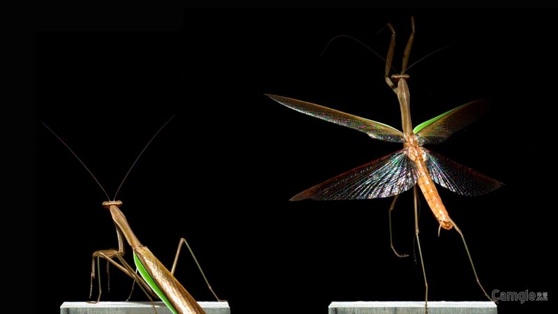 以每秒6000帧的速度来拍摄昆虫？！