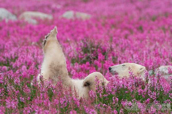 徜徉在花海中的北极熊