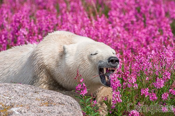 徜徉在花海中的北极熊