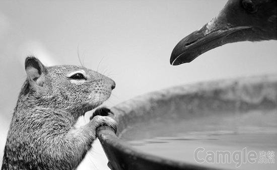 2015野生动物摄影大赛获奖入围作品