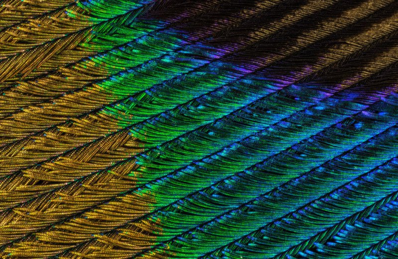 显微镜下的羽毛图片