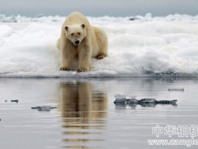 美摄影作品展现极地冰川融化震撼景象