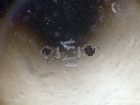 如同来自太空的微观浮游生物照片