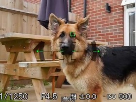 索尼发布A6400相机动物实时眼部对焦2.00版固件
