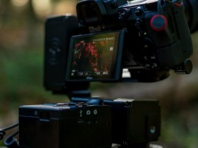 制片人使用尼康Z6和D850相机拍摄非叙事型纪录短片《宁静森林》！