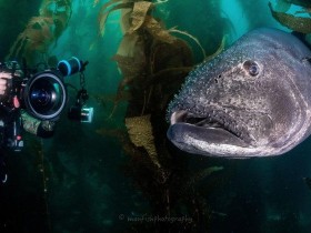 BluewaterU网站为水下摄影提供实时虚拟课程