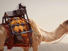 远程骆驼相机