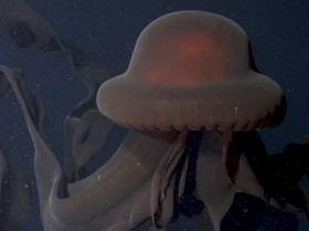 观看罕见的巨型水母影片！