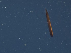 极其罕见的青铜色高鳍龙鱼！